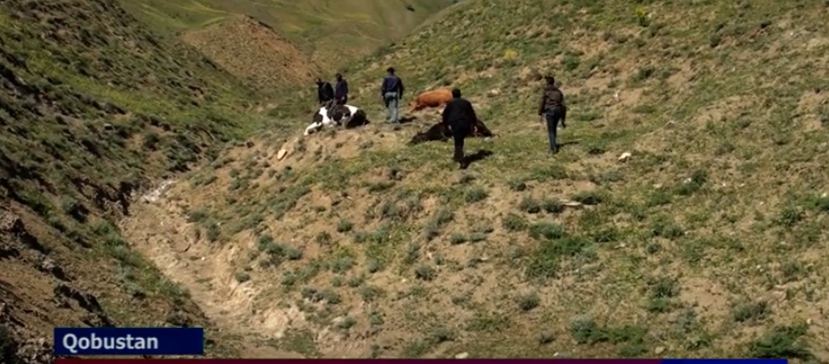 Qobustanda 10 baş inəyi elektrik cərəyanı vuraraq öldürüb